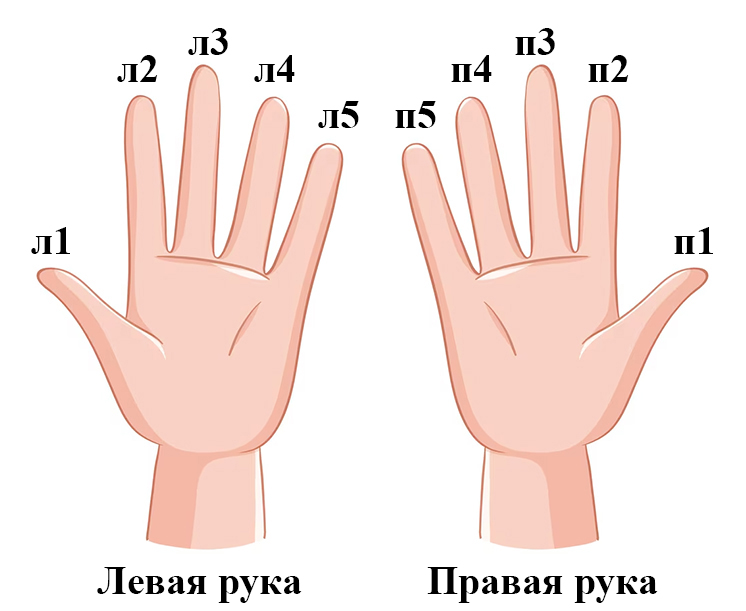 Пальцы рук
